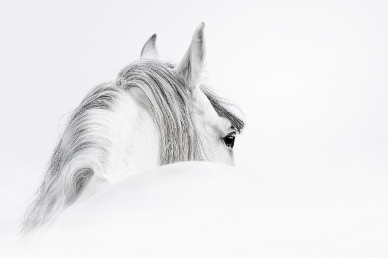 AS247 Wall décor art photographic on canvas livestock white horse